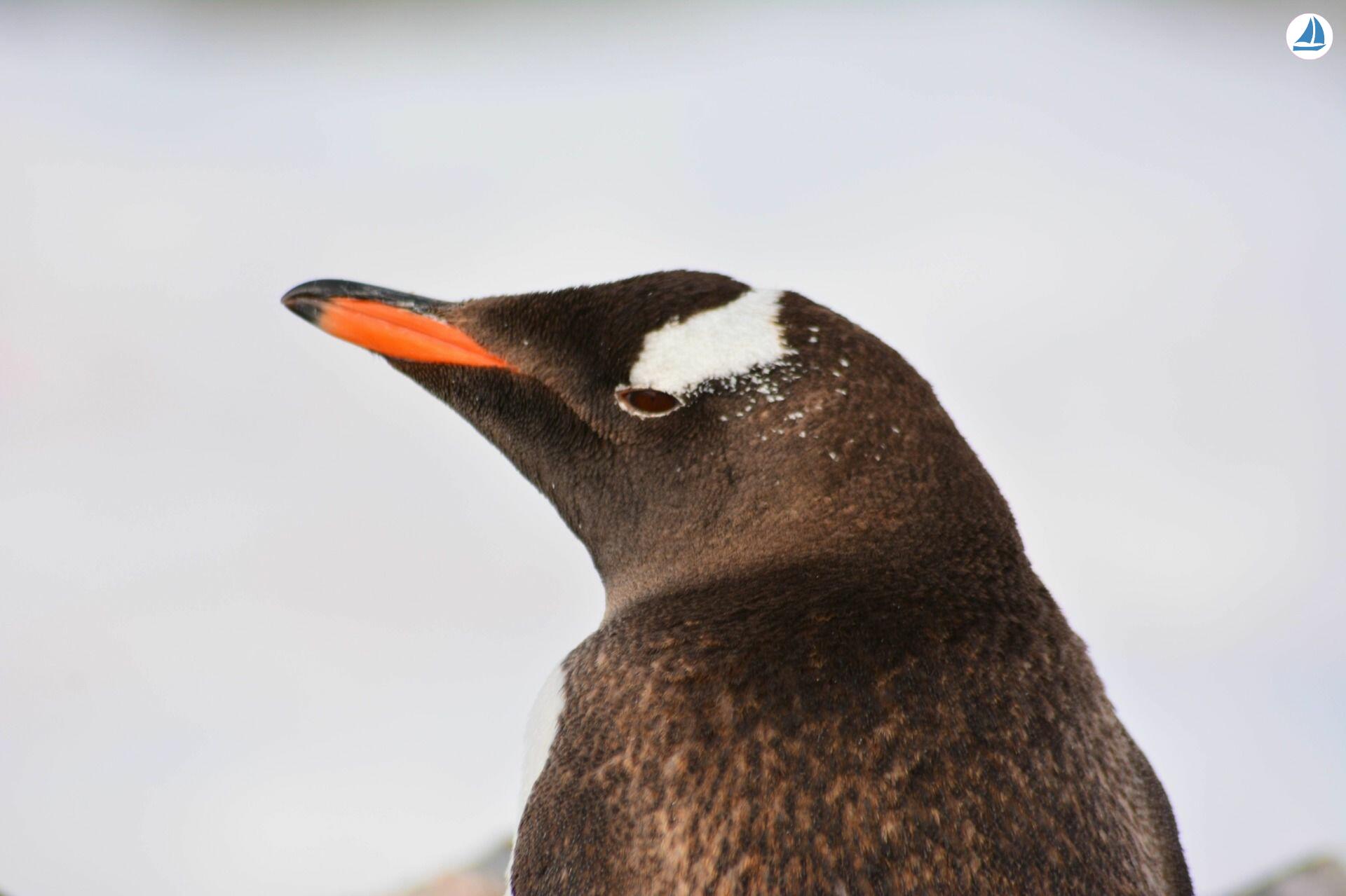 照片 Custom 60' Custom 60' 7