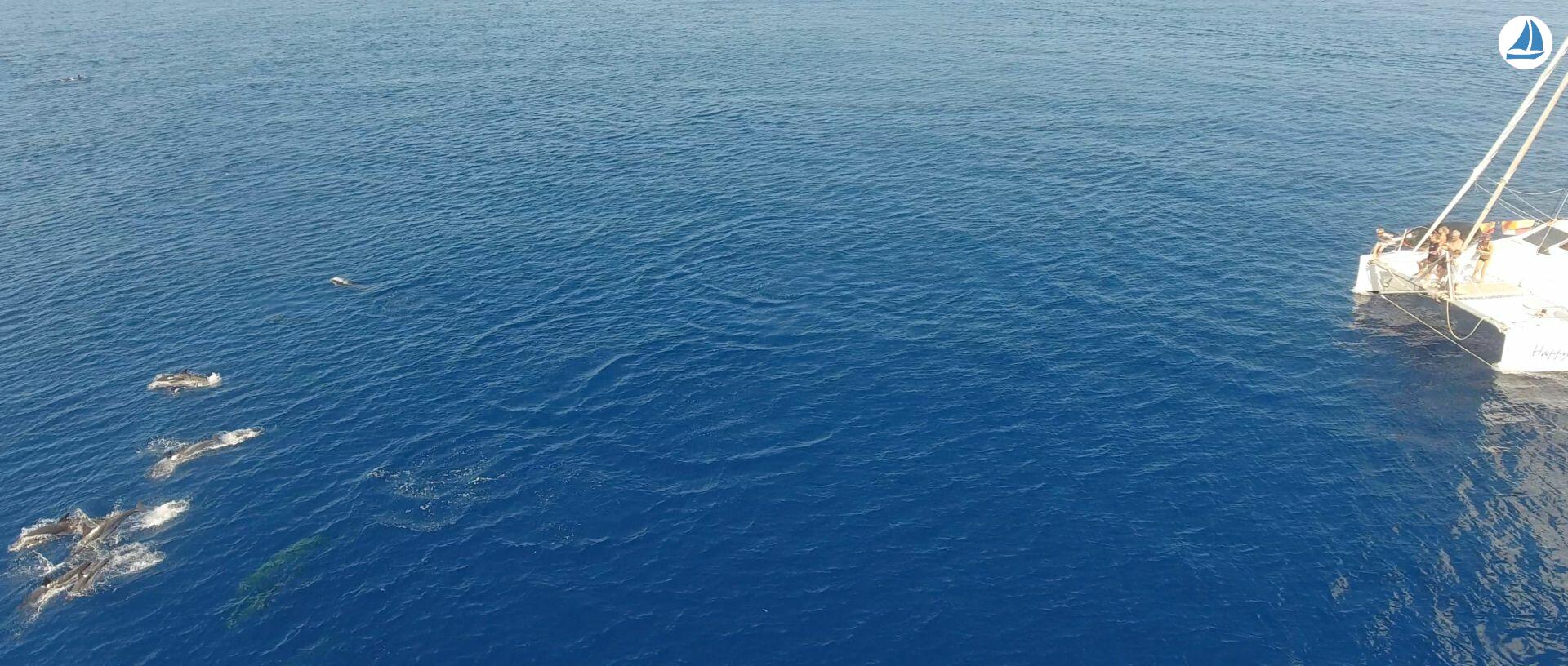 照片 OCEAN VOYAGER 440 4